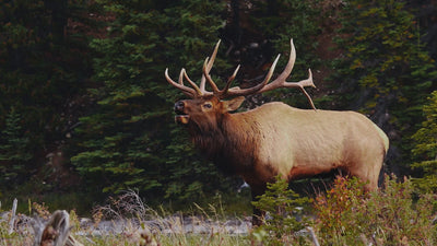 Hunting With Tynisha Resvaloso